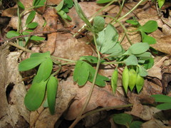 Corydalis intermedia