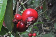 Syzygium tripinnatum
