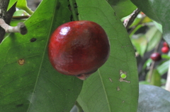 Syzygium tripinnatum