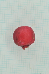 Syzygium tripinnatum