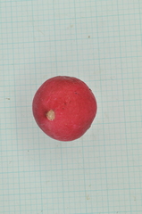 Syzygium tripinnatum