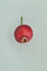 Syzygium tripinnatum