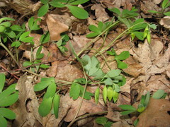 Corydalis intermedia
