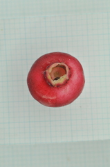 Syzygium tripinnatum