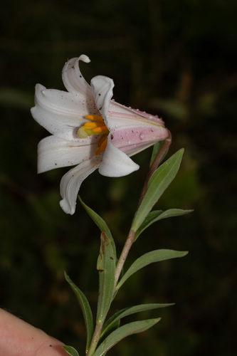 Lilium bakerianum observed 2024-08-16