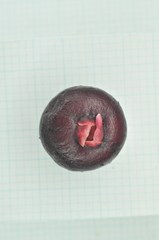 Syzygium tripinnatum