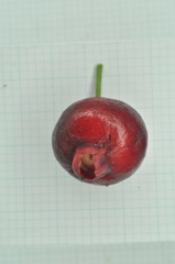 Syzygium tripinnatum