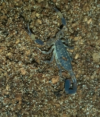 Reddyanus melanodactylus