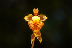 Cyrtochilum porrigens, photograph (c) Daniel Mesa, some rights reserved (CC BY)
