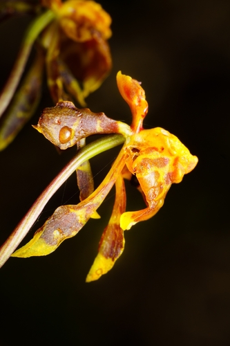 Cyrtochilum porrigens, photograph 4