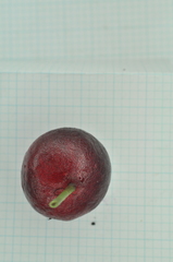 Syzygium tripinnatum