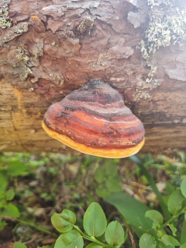 Red-banded Polypore