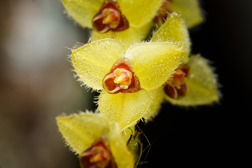 Stelis angustifolia
