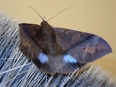 Ischyja inferna