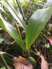 Coelogyninae