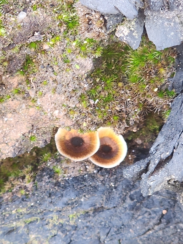 Coltricia australica