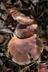 Tricholoma ustale