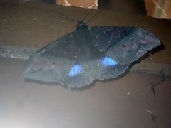 Ischyja inferna