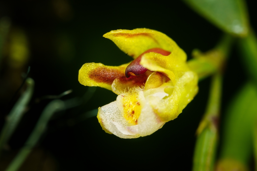 Pterostemma escobarii