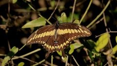 Papilio ornythion ornythion