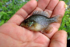 Enneacanthus gloriosus