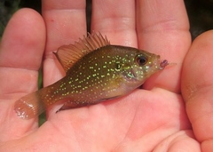 Enneacanthus gloriosus