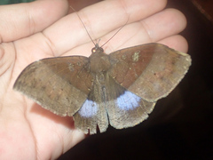 Ischyja marapok