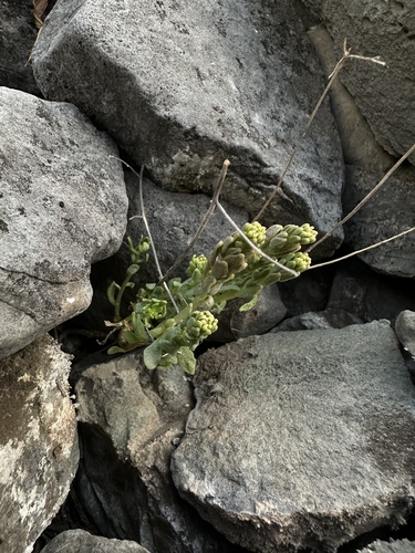 Wright's stonecrop