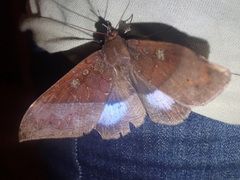 Ischyja marapok