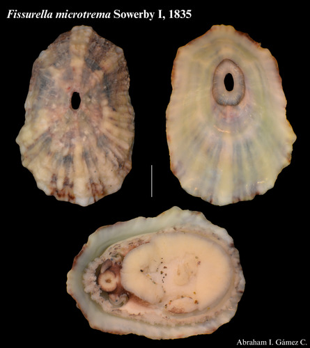 Fissurella microtrema