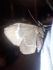Ischyja marapok
