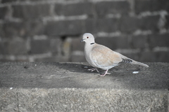 Streptopelia decaocto