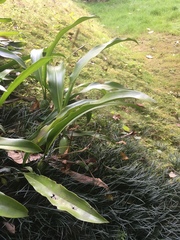 Coelogyninae