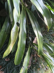 Coelogyninae