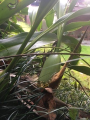 Coelogyninae