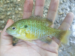 Lepomis auritus × macrochirus