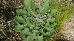 Sonchus kirkii