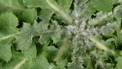 Sonchus kirkii