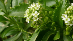 Lepidium oleraceum