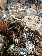ツマベニホンヤドカリ