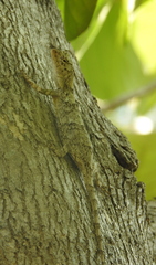 Draco timoriensis