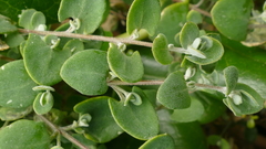 Chenopodium triandrum
