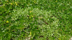 Lepidium oleraceum