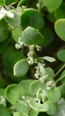 Chenopodium triandrum