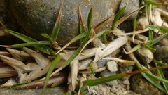 Zoysia minima