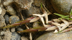 Zoysia minima