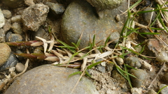 Zoysia minima