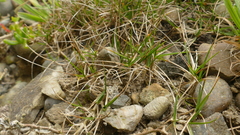 Zoysia minima