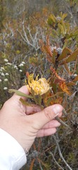 Leucospermum