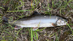 Dolly Varden photo 5